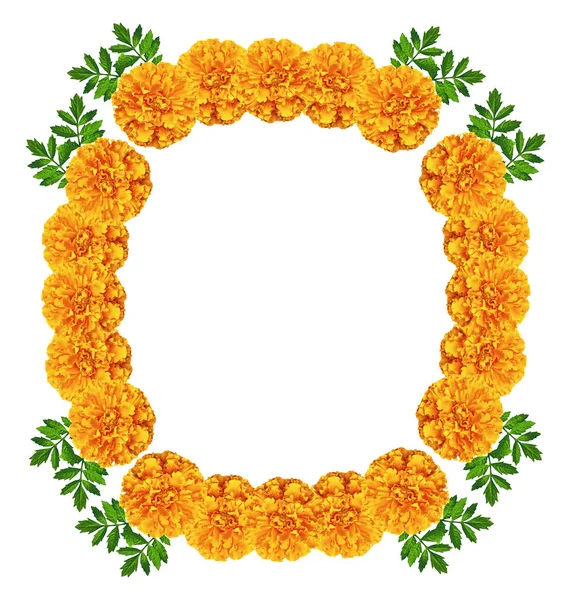 Marigolds φωτεινά πολύχρωμα λουλούδια που απομονώνονται σε λευκό φόντο — Φωτογραφία Αρχείου
