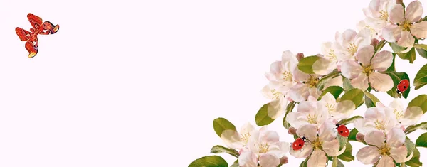 Rama floreciente de manzana aislada sobre fondo blanco. Primavera —  Fotos de Stock