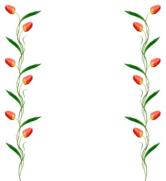 Frühling Blumen Tulpen isoliert auf weißem Hintergrund. — Stockfoto