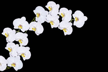 Siyah arkaplanda izole edilmiş orkide çiçeği.