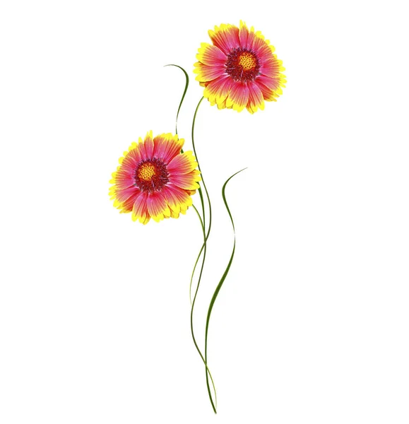 Bright colorful flowers marigolds isolated on white background — Stock Photo, Image