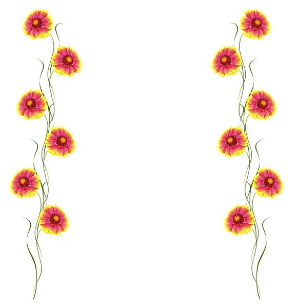 흰색 배경에 밝은 다채로운 꽃 marigolds 절연 — 스톡 사진