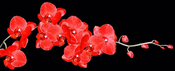 Flor de orquídea isolada no fundo preto. — Fotografia de Stock