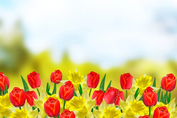 Ljusa och färgglada vårblommor, påskliljor och tulpaner — Stockfoto