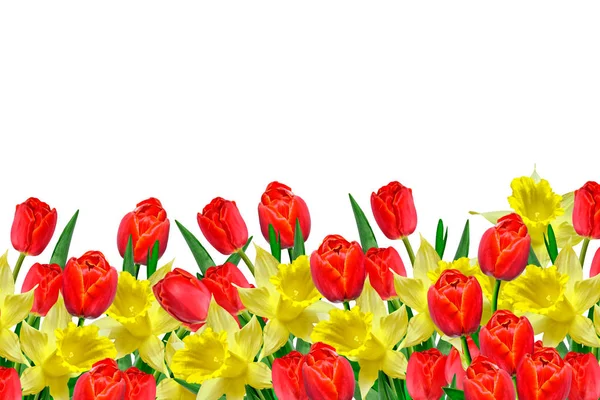 Frühlingsblumen Narzisse isoliert auf weißem Hintergrund — Stockfoto