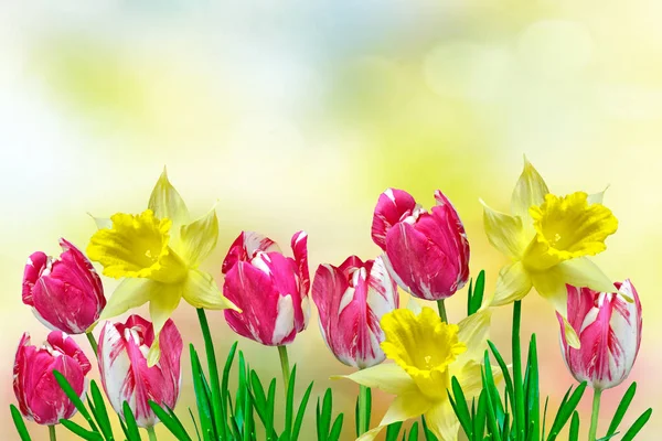Parlak ve renkli bahar çiçekleri nergis ve laleler — Stok fotoğraf