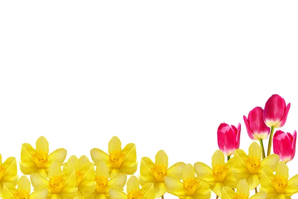 Spring flowers narcissus isolated on white background — Stock Photo, Image