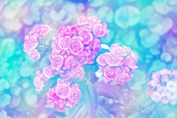 Bright and colorful carnation flowers — Stock Photo, Image