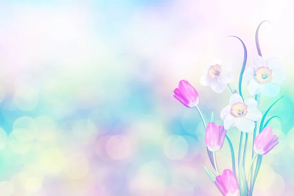 Φωτεινά και πολύχρωμα ανοιξιάτικα λουλούδια νάρκισσους και τις τουλίπες — Φωτογραφία Αρχείου