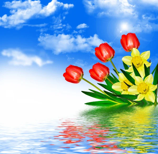 Flores de primavera brillantes y coloridas narcisos y tulipanes —  Fotos de Stock