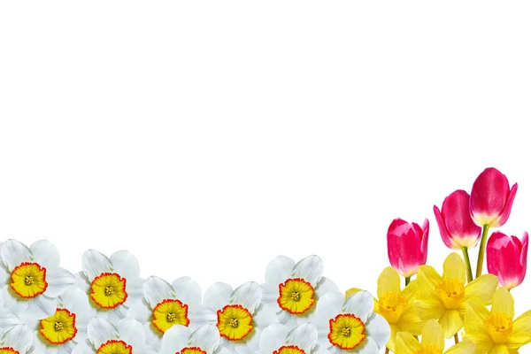 봄 꽃 수 선화 흰색 배경에 고립 — 스톡 사진