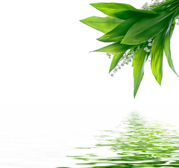 The branch of lilies of the valley flowers isolated on white bac