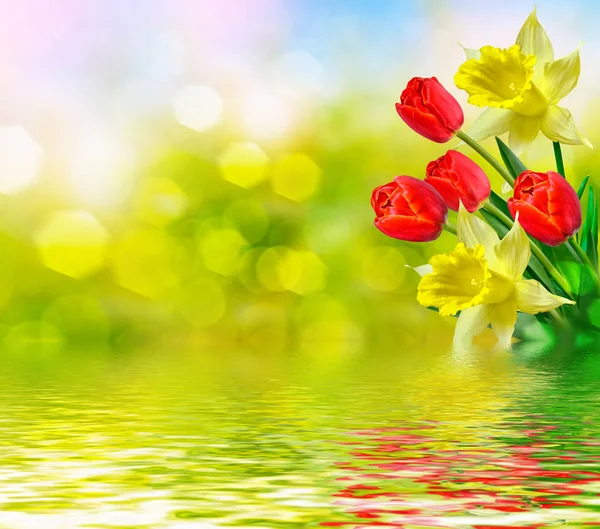 Světlé a barevné jarní květiny narcisy a tulipány — Stock fotografie