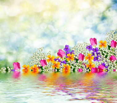 renkli bahar çiçekleri