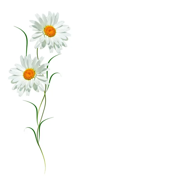 Daisies summer flower isolated on white background. — Stock Photo, Image