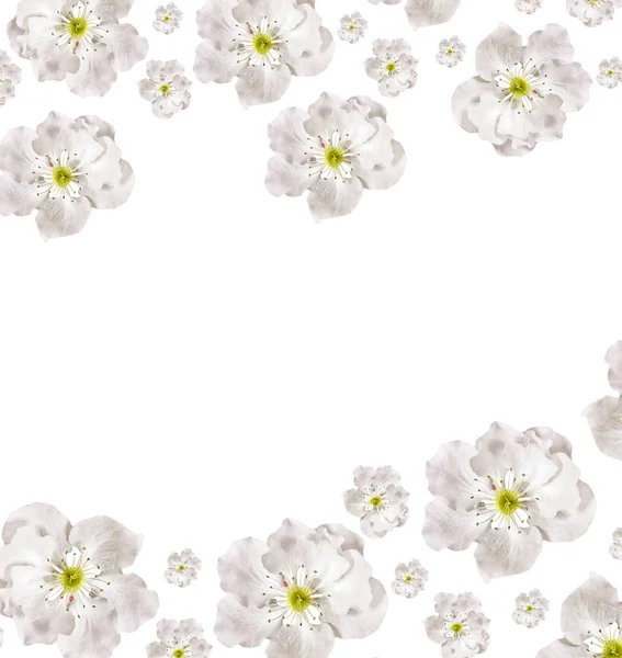 Rama floreciente de manzana aislada sobre fondo blanco. Primavera — Foto de Stock