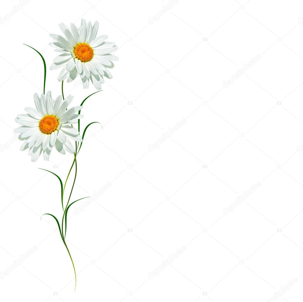 daisies summer flower isolated on white background. 