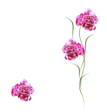 Renkli parlak beyaz arka plan üzerinde izole peonies çiçekler.