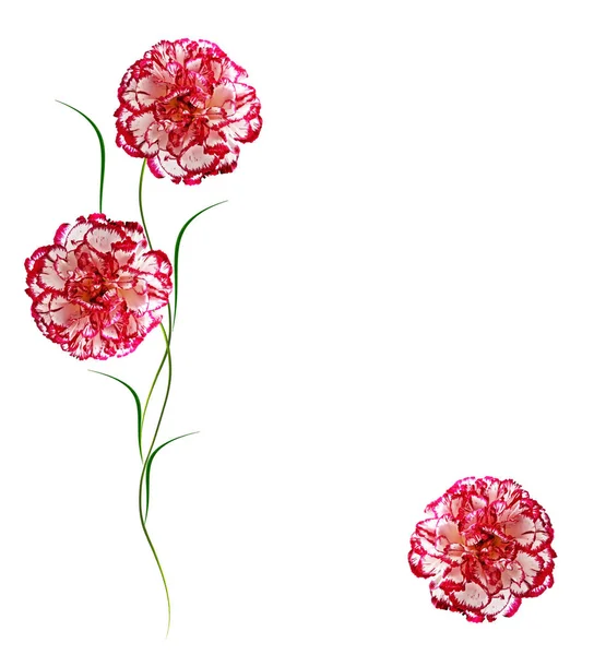 Beyaz arka plan üzerinde izole renkli karanfil çiçek. — Stok fotoğraf