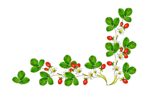 Branch of berries and strawberry flowers — Stock Photo, Image