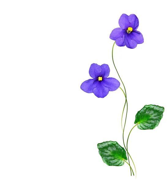 Lente bloemen violet geïsoleerd op witte achtergrond. — Stockfoto