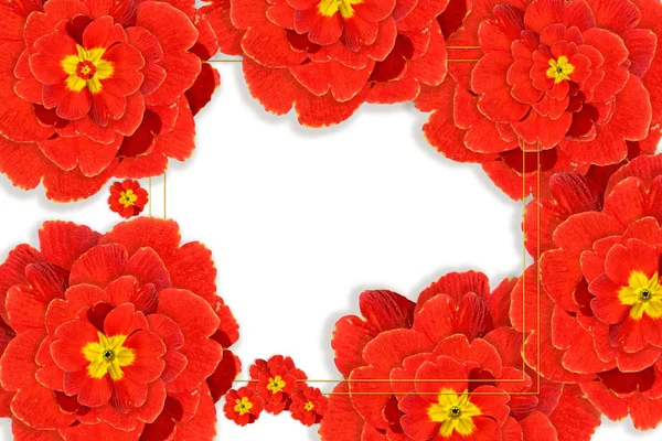 Spring flowers primula — Stock Photo, Image