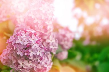 Eflatun Çiçek demetleri