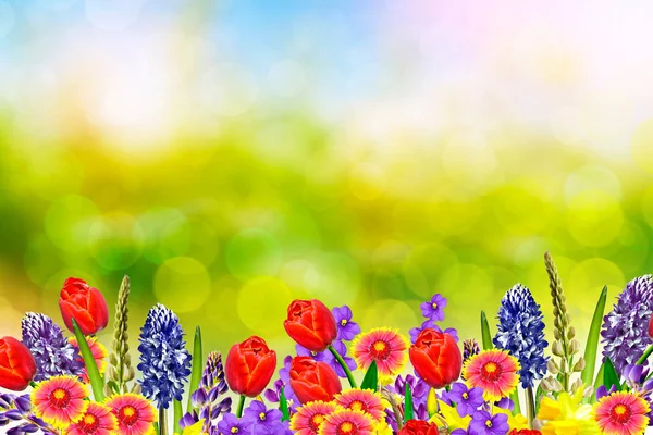 Helle und farbenfrohe Frühlingsblumen Narzissen und Tulpen — Stockfoto