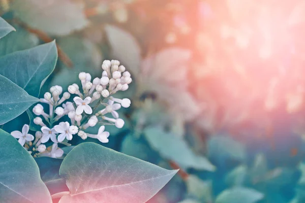 Trsy květů šeříku — Stock fotografie