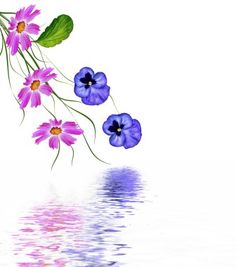 Hercai Menekşe ile yeşil Menekşe beyaz zemin üzerine bırakır.