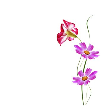 Beyaz arka plan üzerinde izole çöl gül çiçek