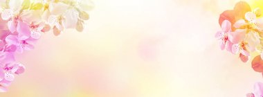 Çiçek açması şube elma. 