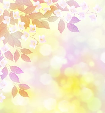 Yasemin şube hassas bahar çiçekleri beyaz