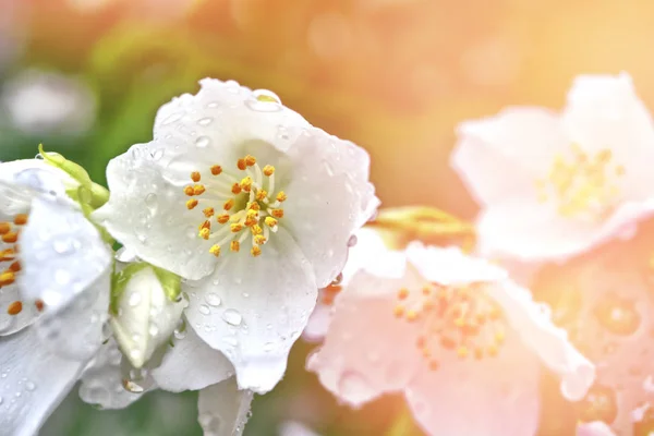 Vit jasmin gren fina vårblommor — Stockfoto