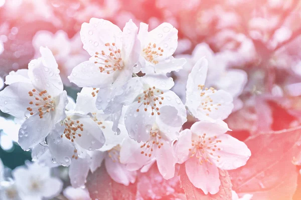 Weißer Jasmin der Zweig zarte Frühlingsblumen — Stockfoto