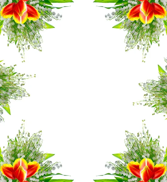 Spring flowers tulips isolated on white background. — Stock Photo, Image