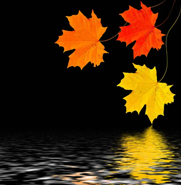 Autumn leaves isolated on black background. — Stock Photo, Image