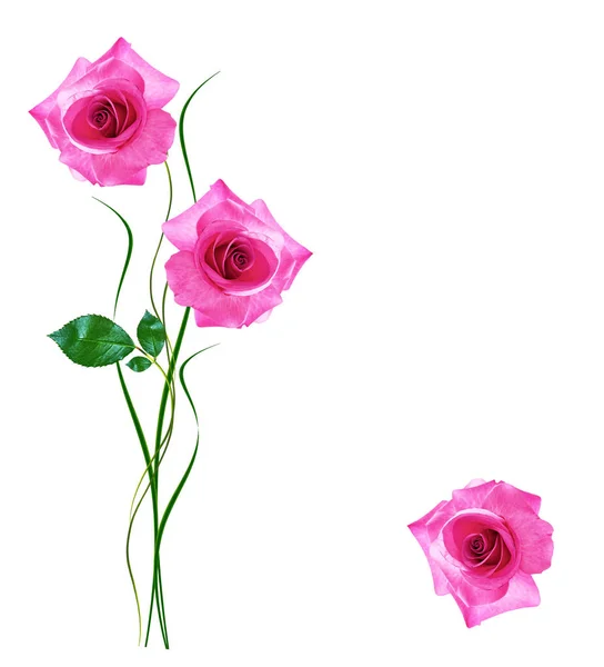 Pąki kwiatów róż na białym tle — Zdjęcie stockowe