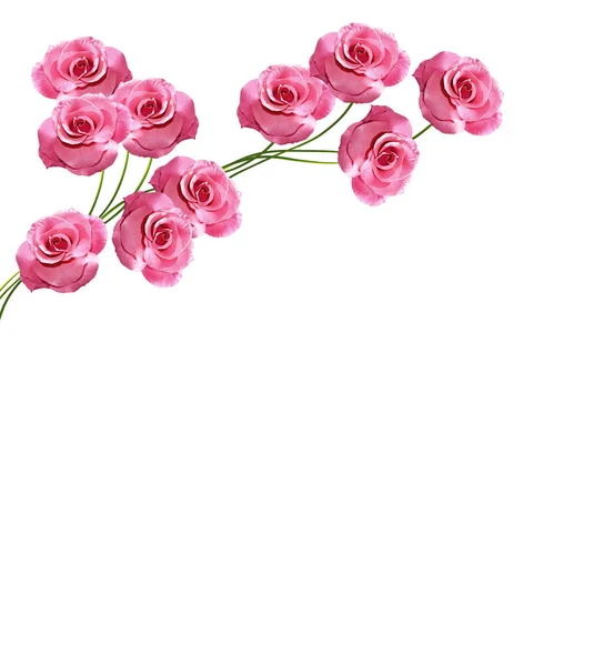 Bourgeons floraux de roses isolés sur fond blanc — Photo