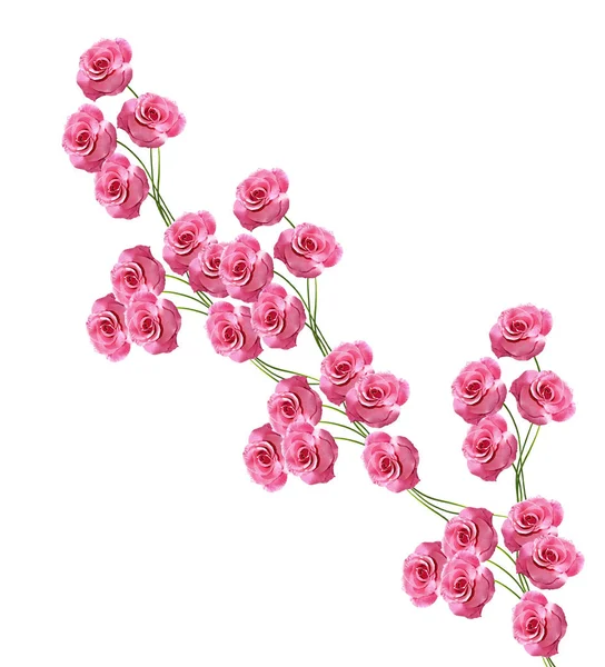 Botões de flores de rosas isoladas no fundo branco — Fotografia de Stock