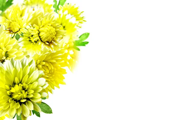 Beyaz arka plan üzerinde izole renkli parlak çiçek dahlia. — Stok fotoğraf