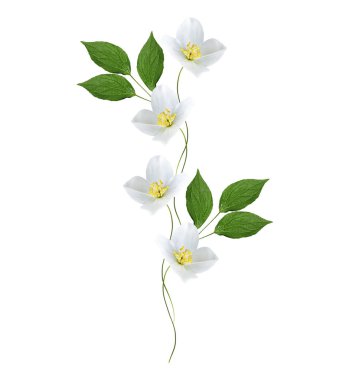 Yasemin çiçekleri beyaz zemin üzerine izole Şubesi재 스민 꽃 흰색 배경에 고립의 지점