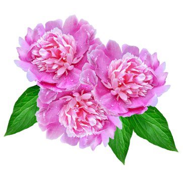 Renkli parlak beyaz arka plan üzerinde izole peonies çiçekler.