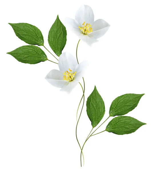 Branch of jasmine flowers isolated on white background — Stock Photo, Image