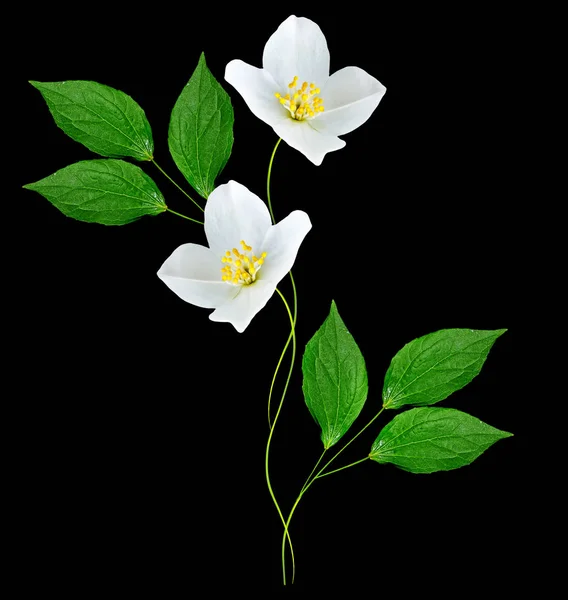 Branch of jasmine flowers — Stock Photo, Image