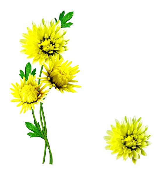 Renkli parlak çiçek dahlia — Stok fotoğraf