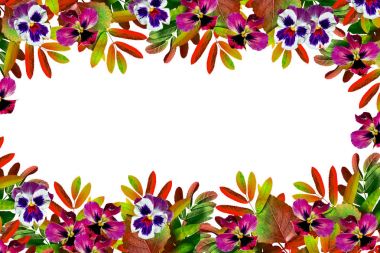 sonbahar yaprakları beyaz arkaplanda izole. 