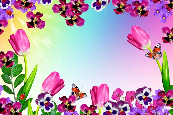 Яркие и красочные цветы тюльпаны — стоковое фото