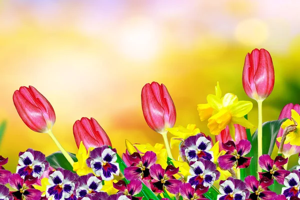 Fiori primaverili luminosi e colorati narcisi e tulipani — Foto Stock