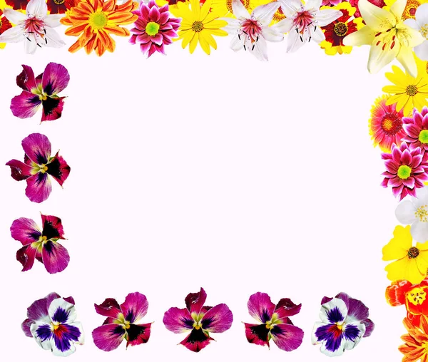 Coloridas flores brillantes aisladas sobre fondo blanco — Foto de Stock